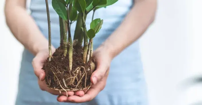 Přesazení pokojové rostliny