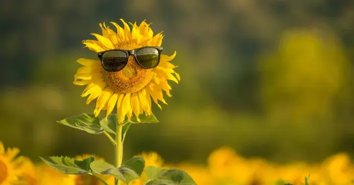 Květ slunečnice Květ slunečnice