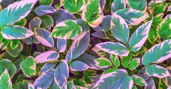 Bršlice kozí noha 'Variegatum' Bršlice kozí noha 'Variegatum'