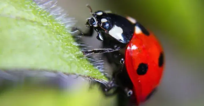 Beruška na listu Beruška na listu