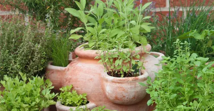 Bylinky vysazené v květináči Bylinky vysazené v květináči