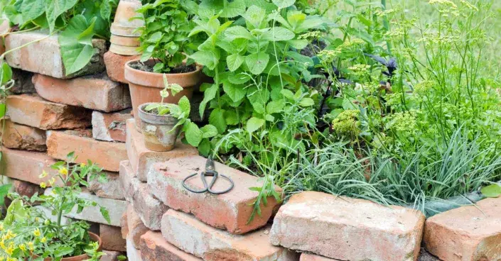 Bylinkový záhon lemovaný cihlami Bylinkový záhon lemovaný cihlami