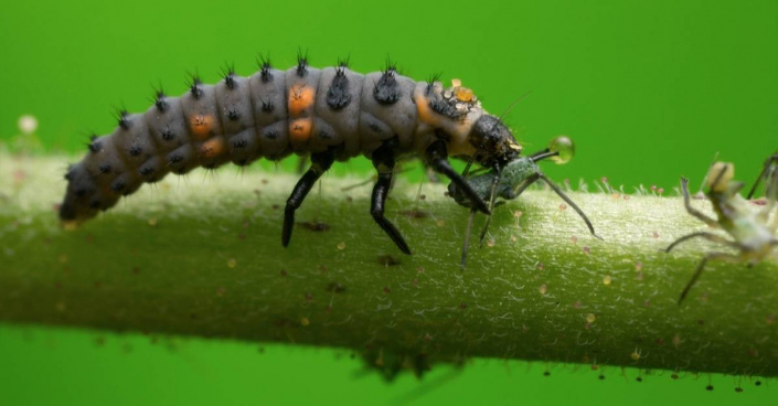 Larva slunéčka požírá mšici