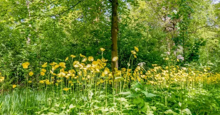 Kamzičník v přírodě Kamzičník v přírodě