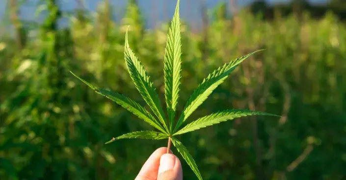 List technického konopí List technického konopí