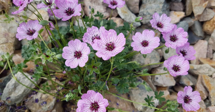 Kakost sivý (Geranium cinereum)