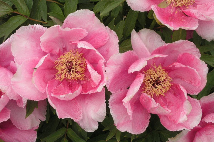 Paeonia suffruticosa 'Mizukage'