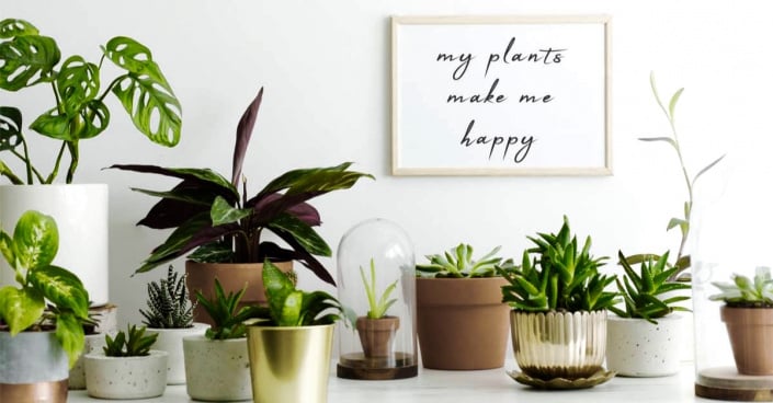 Různé pokojové rostliny