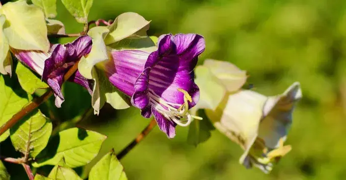 Vilec šplhavý (Cobaea scandens) Vilec šplhavý (Cobaea scandens)