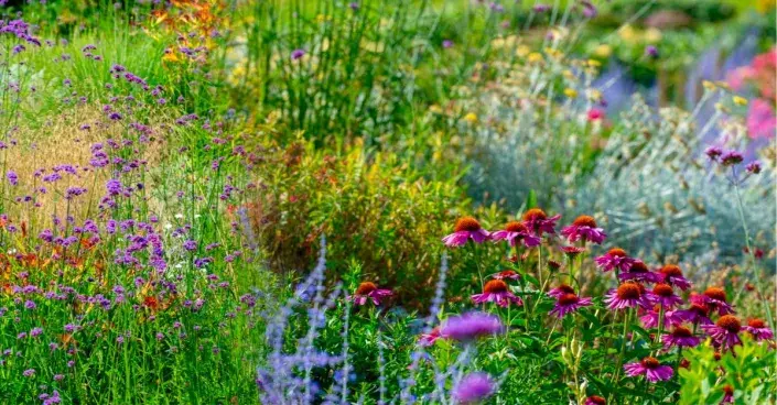 Slunomilné rostliny