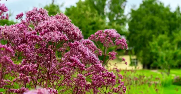 Květy sadce Květy sadce
