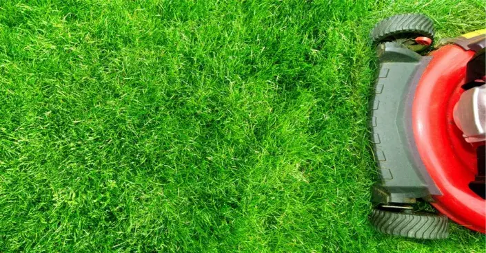 Sekačka na trávníku Sekačka na trávníku