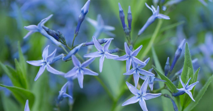 Modré květy amsonie