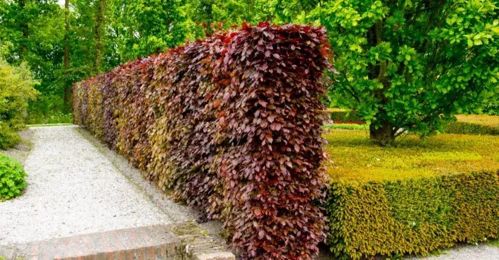 Buk lesní 'Atropurpurea' Buk lesní 'Atropurpurea'