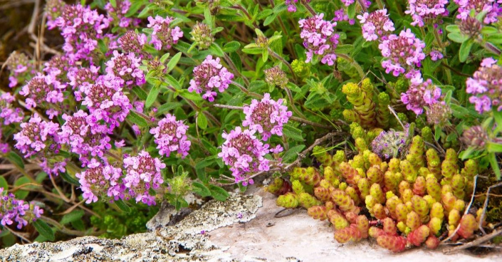 Mateřídouška (Thymus)