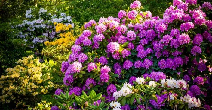 Rozkvetlé rododendrony Rozkvetlé rododendrony