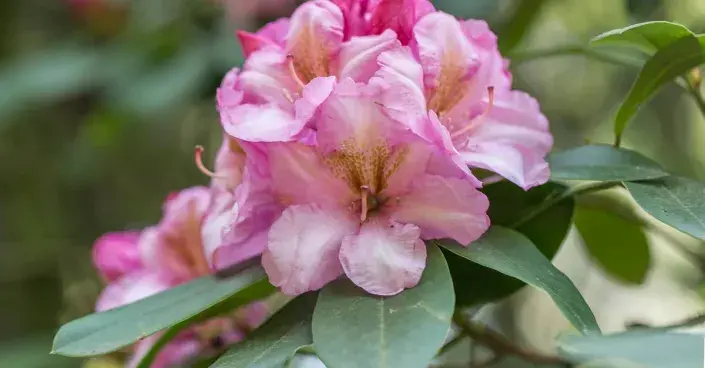 Květ rododendronu Květ rododendronu