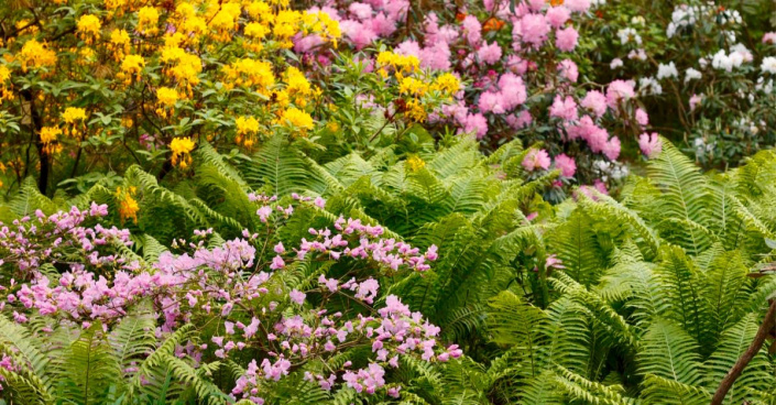 Rododendrony s kapradinami