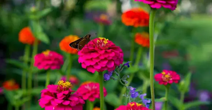 Ostálka sličná (Zinnia elegans) Ostálka sličná (Zinnia elegans)