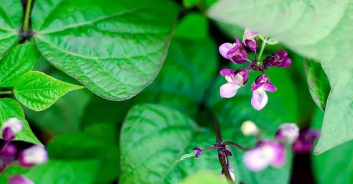 Květy fazolu Květy fazolu