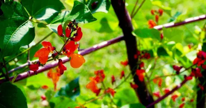 Fazol mnohokvětý Fazol šarlatový