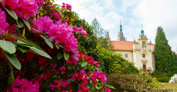 Rododendron v Průhonickém parku