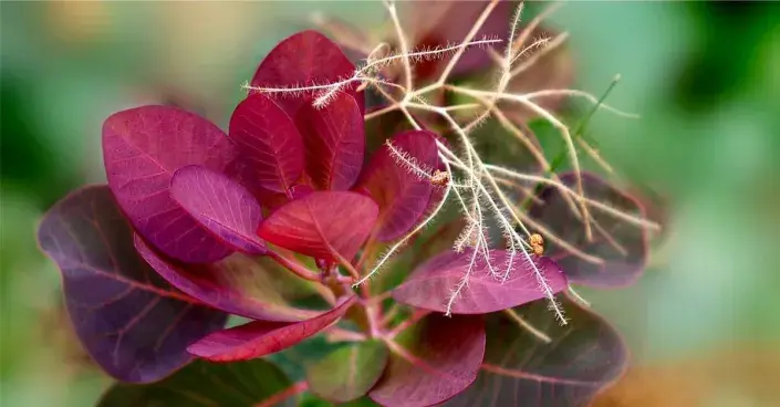 Ruj vlasatá Ruj vlasatá