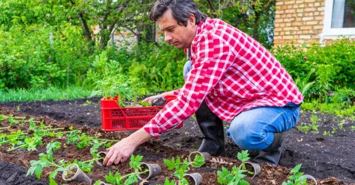 Výsadba rajčat Výsadba rajčat