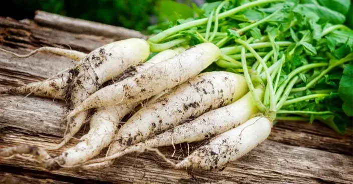 Bílá ředkvička Bílá ředkvička