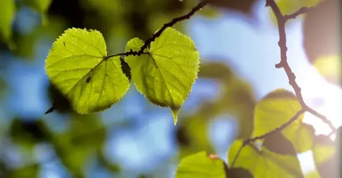 Lípa srdčitá Lípa srdčitá