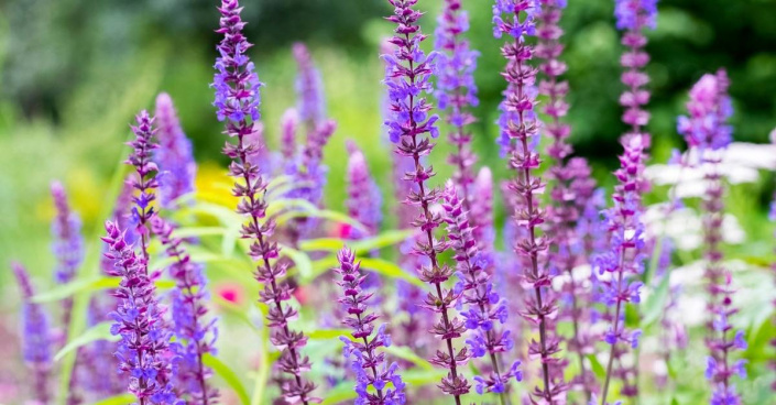 Šalvěj hajní (Salvia nemorosa)