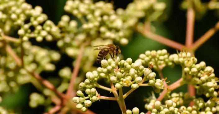 Včela na květech evodie Včela na květech evodie