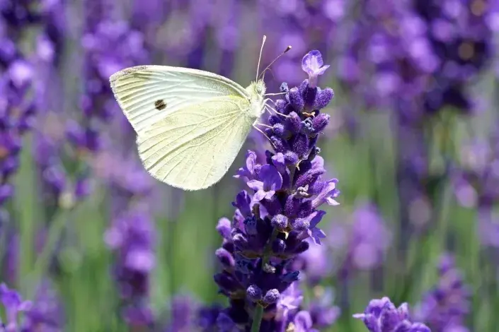 Bělásek na levanduli Bělásek na levanduli