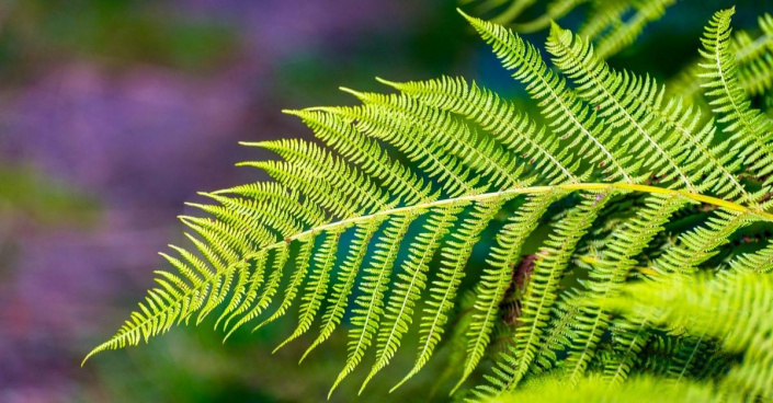 Kapraď samec (Dryopteris filix-mas)