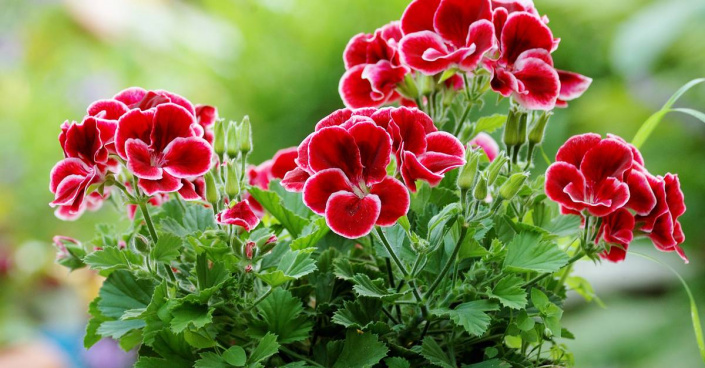 Rozkvetlé muškáty (Pelargonium)