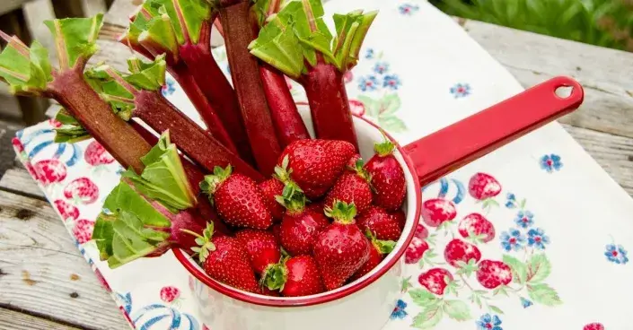 Rebarbora a jahody Rebarbora a jahody