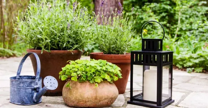 Nádobové rostliny na terase Nádobové rostliny na terase