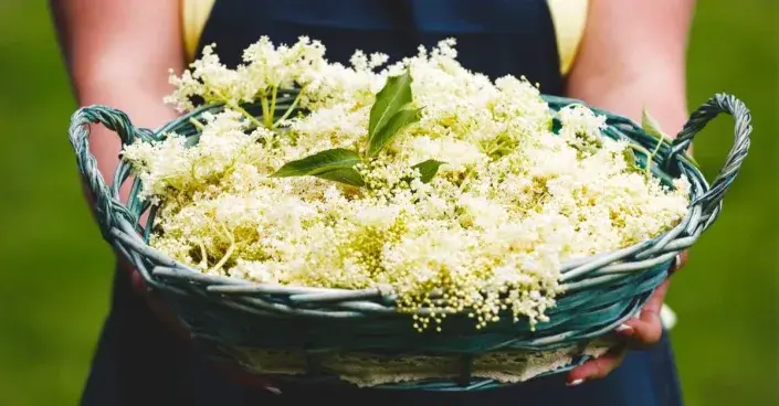 Květy černého bezu Květy bezu černého