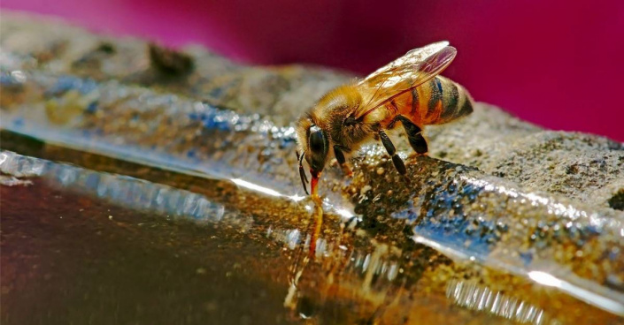 Včela pije vodu