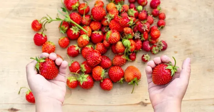 Zralé jahody Zralé jahody