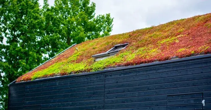 Extenzivní vegetační střecha