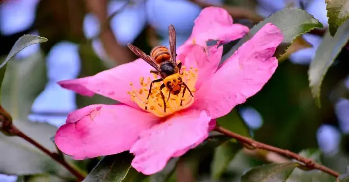 Sršeň mandarínská Sršeň mandarínská