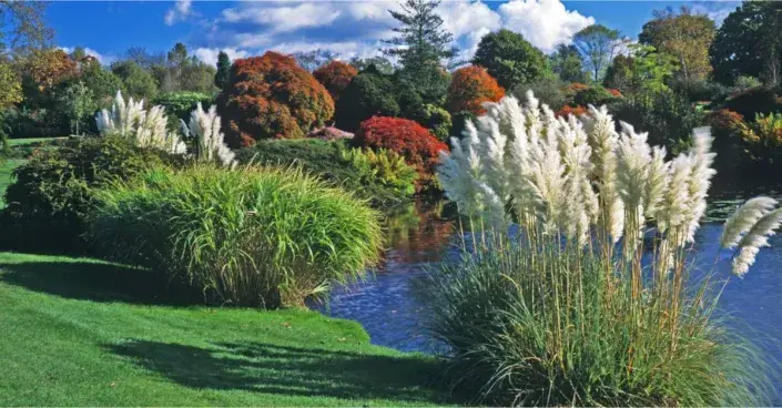 Okrasné traviny Okrasné traviny