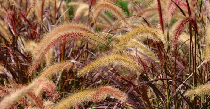 Dochan setý 'Rubrum' Dochan setý 'Rubrum'
