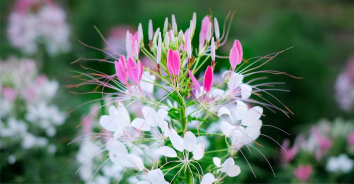 Luštěnice trnitá (Cleome spinosa)