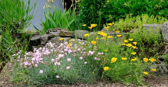 Trvalky a suchá zídka Trvalky a suchá zídka