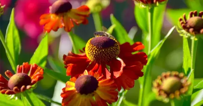 Květy zápleváku Květy zápleváku