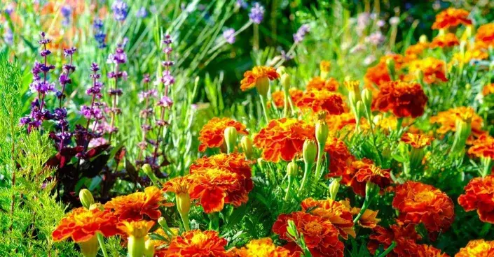 Letničkový záhon Letničkový záhon