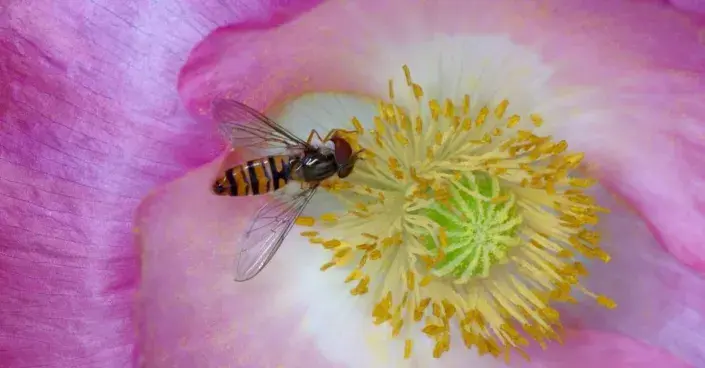 Pestřenka pruhovaná Pestřenka pruhovaná