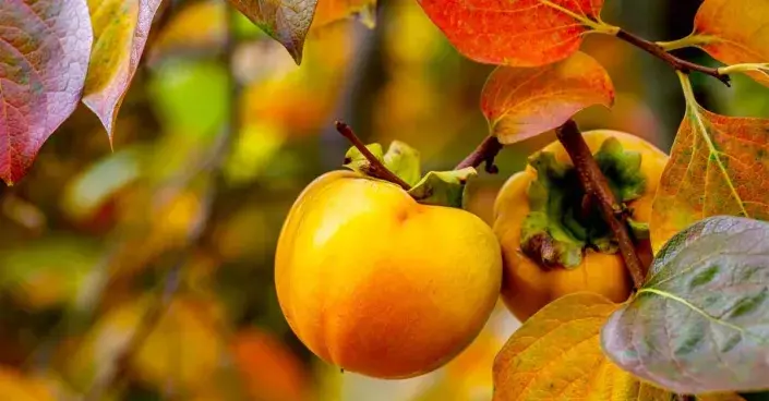 Tomel japonský neboli kaki Tomel japonský neboli kaki